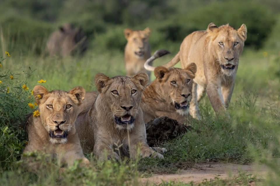 Morning Game Drive