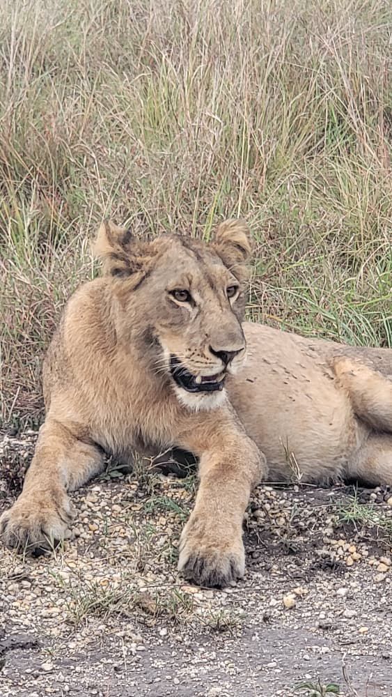 Full Day Maasai Mara — Big Cats & Migration 🐆