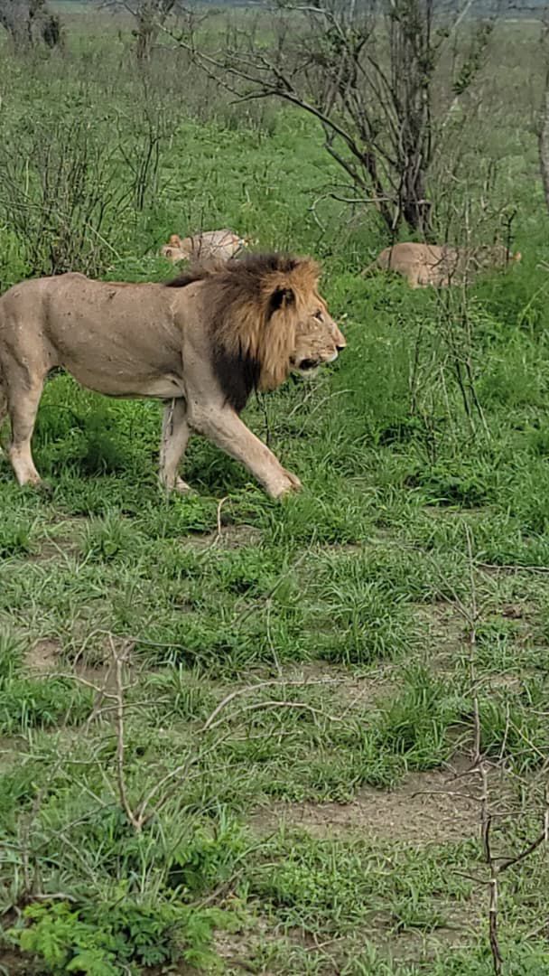 Arusha to Tarangire National Park 🐘