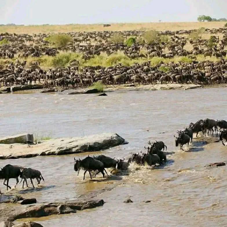 Ngorongoro Crater — World's Greatest Wildlife Arena 🦏