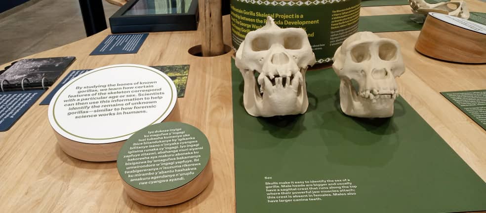 Dian fossey gorilla conservation