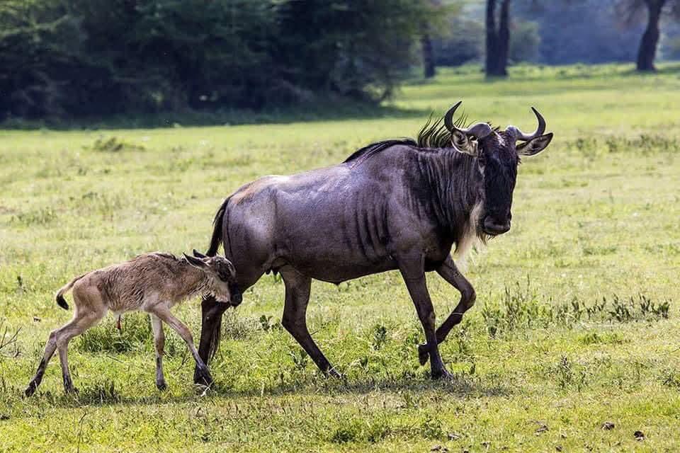 Ngorongoro experience